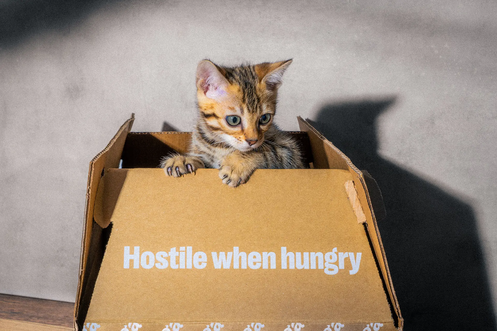 Cat in a Tyga box